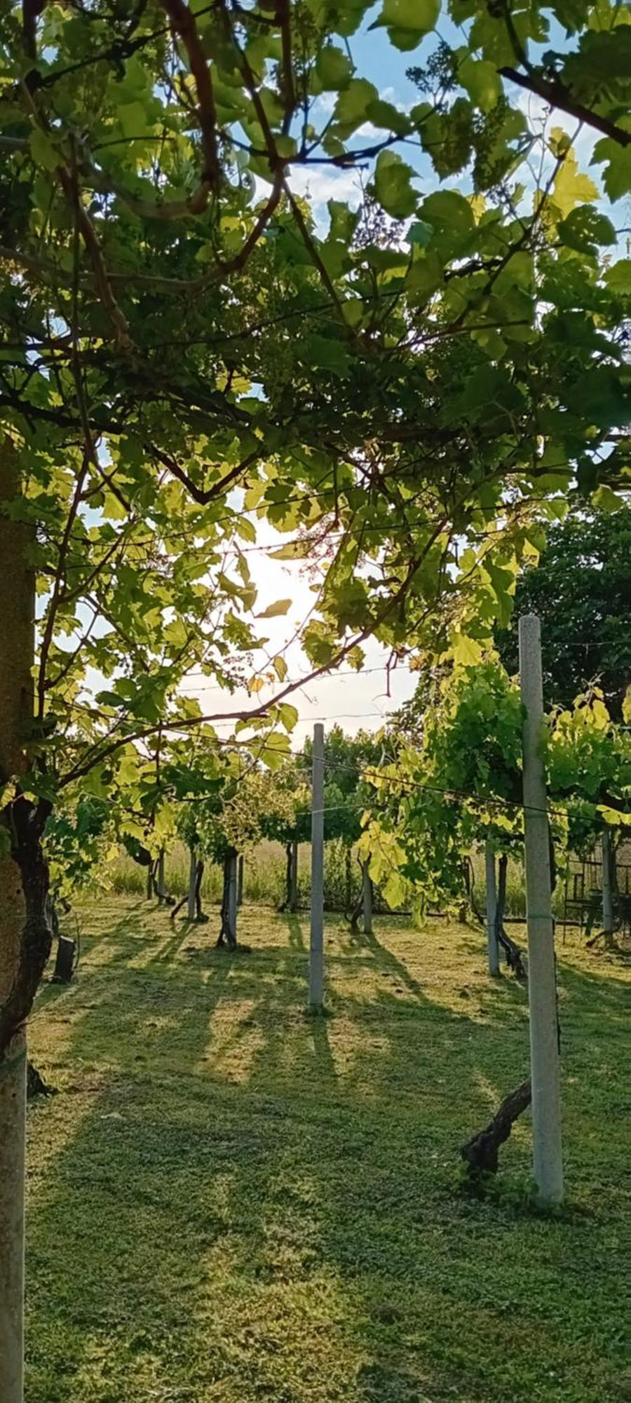 Bed and Breakfast La Cjase Di Pieri E Vilme Udine Exterior foto